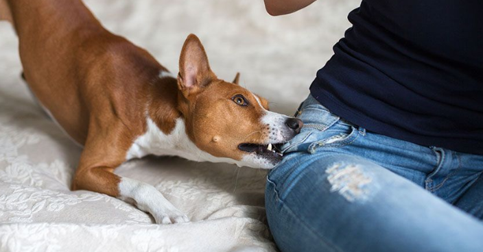 Dealing with a dog bite